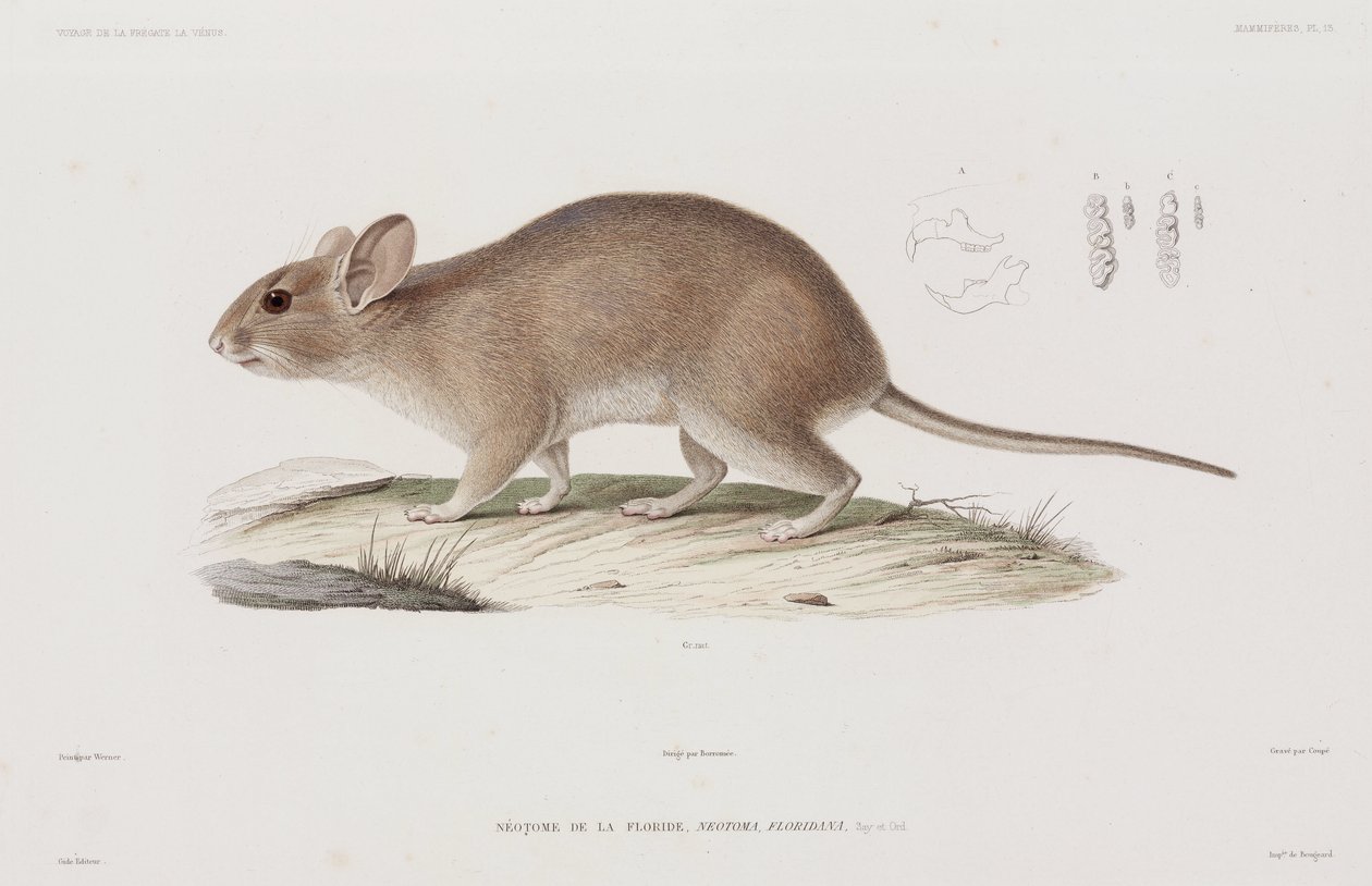 Woodrat, USA autorstwa Unbekannt