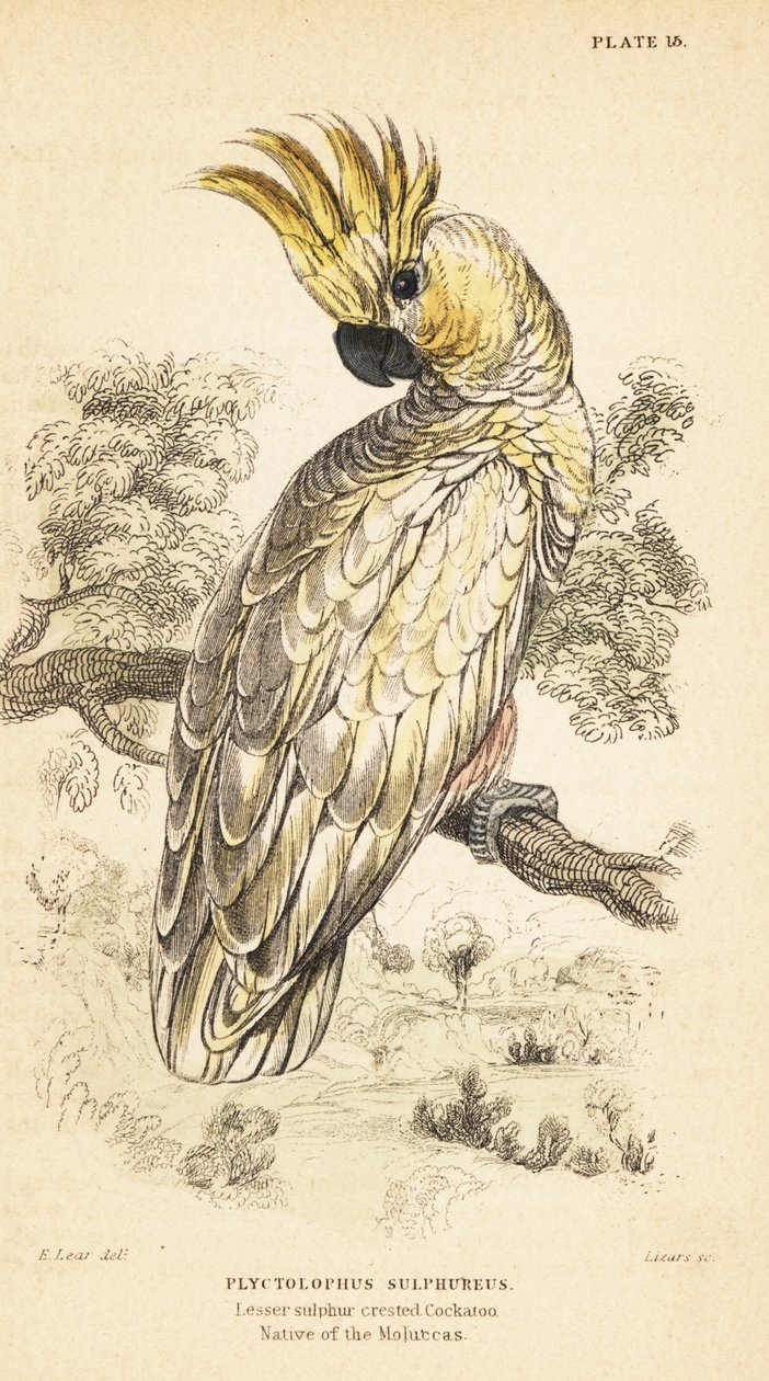 Kakadu żółtoczuba, Cacatua sulphurea. Krytycznie zagrożone1889 (grawerowanie) autorstwa Unbekannter Künstler
