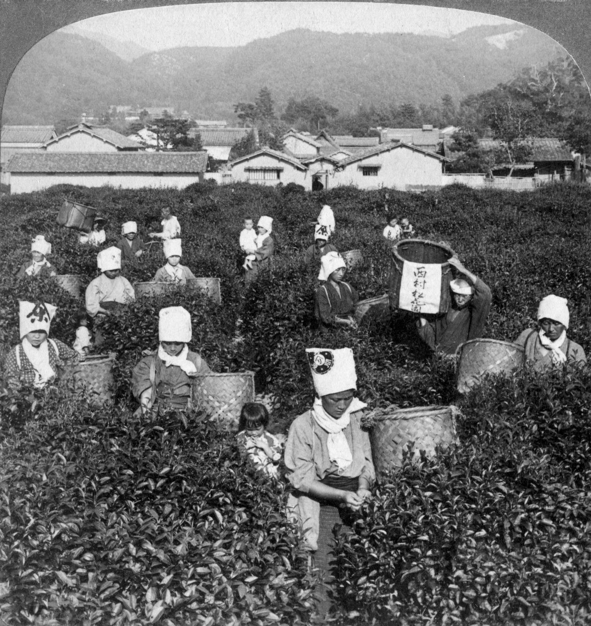 Zbieranie herbaty w Uji, Japonia, 1904. autorstwa Underwood and Underwood