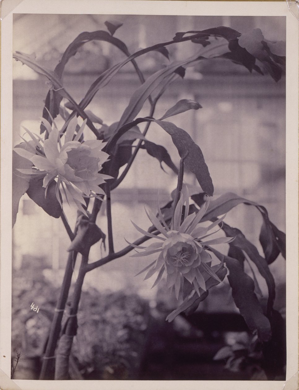 Cereus kwitnący nocą [Night-Blooming Cereus, In Bloom]. autorstwa Unidentified