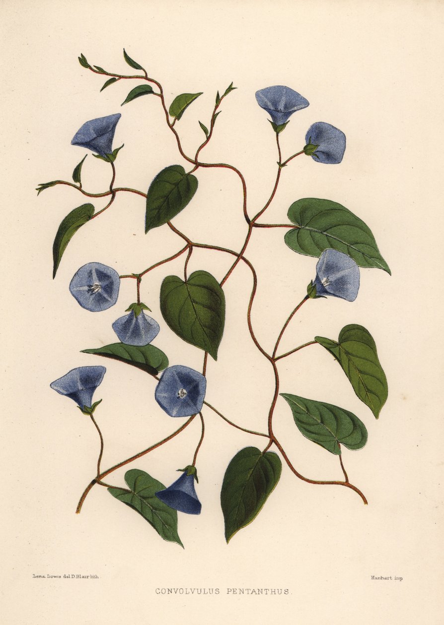 Clustervine, Jacquemontia pentanthos (Convolvulus pentanthus) autorstwa Unknown