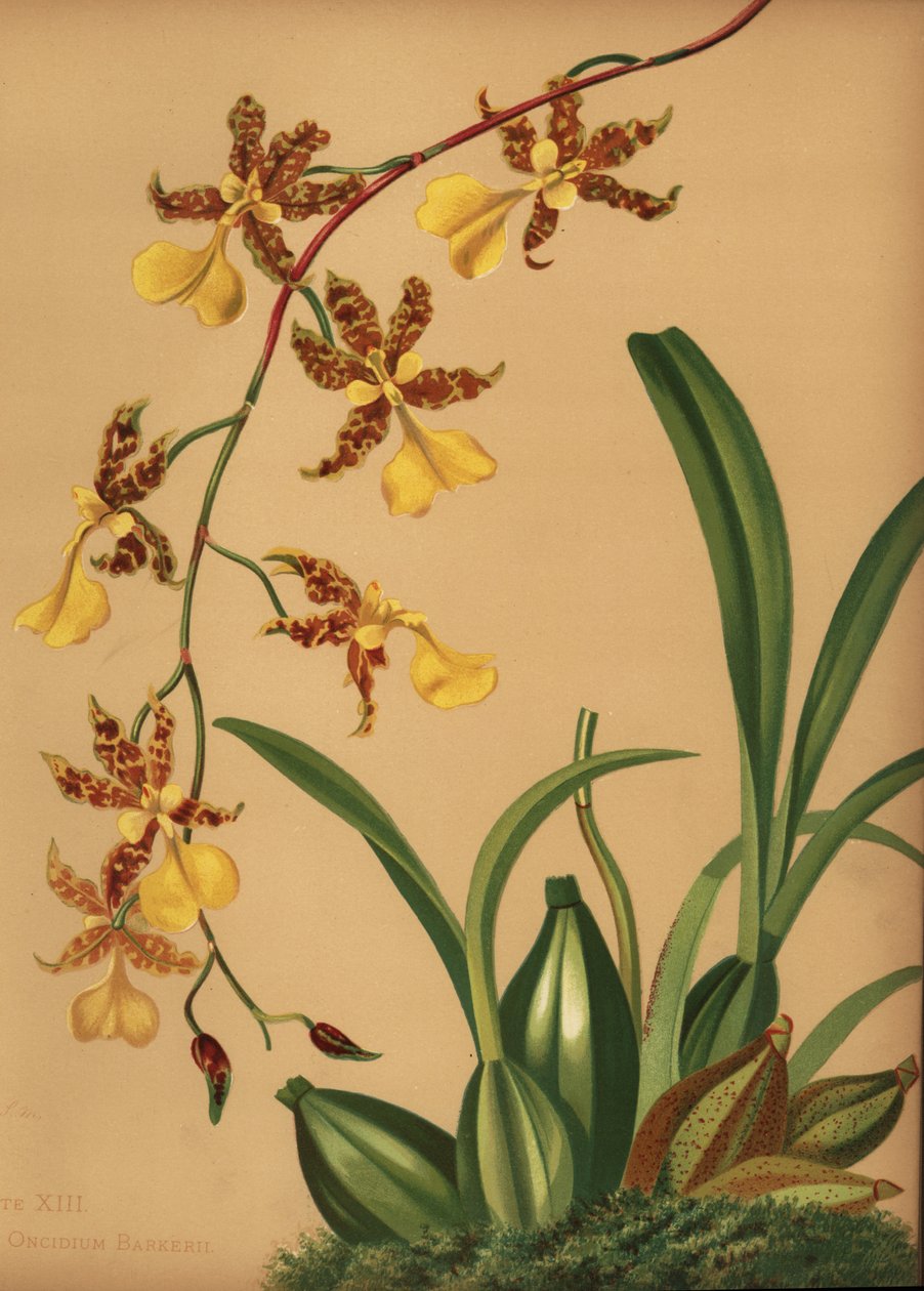 Tańcząca orchidea pospolita, Oncidium tigrinum (Oncidium barkerii) autorstwa Unknown