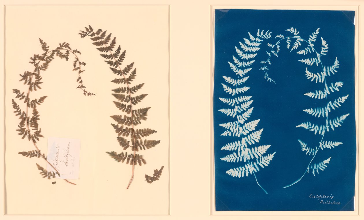 Z albumu Hatton Fern autorstwa Unknown