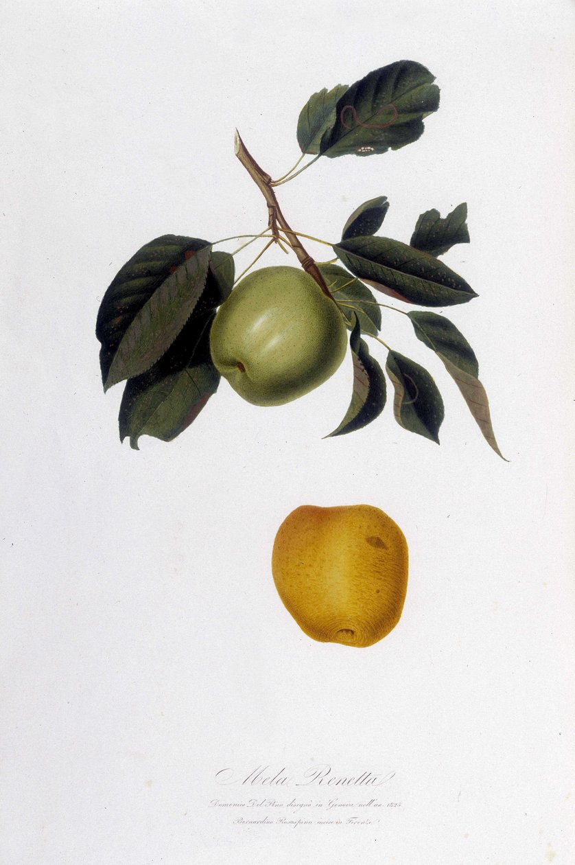 Deska botaniczna: Reinette Apple (Mela Renetta). autorstwa Unknown artist