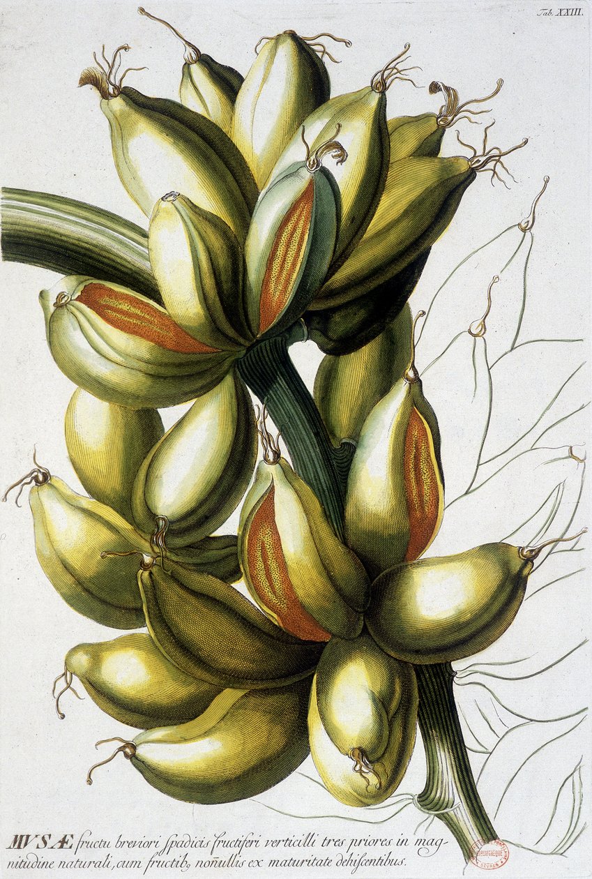 Tablica botaniczna: banany. b.d. 19 wiek. autorstwa Unknown artist