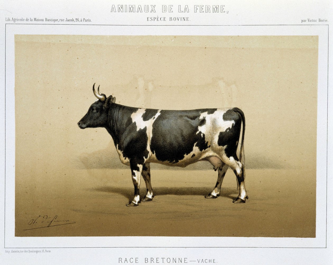 krowa bretońska autorstwa Unknown artist