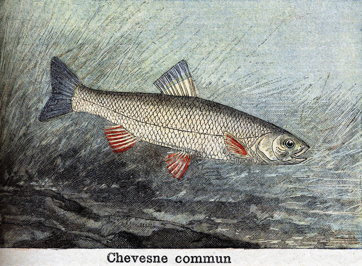 Grawerunek komuny Chevense z 1898 r. autorstwa Unknown artist