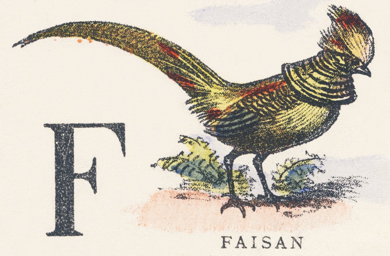 F: bażant autorstwa Unknown artist