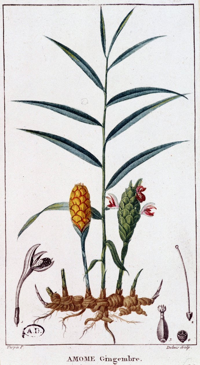 Imbir (Amome) - deska botaniczna autorstwa Unknown artist