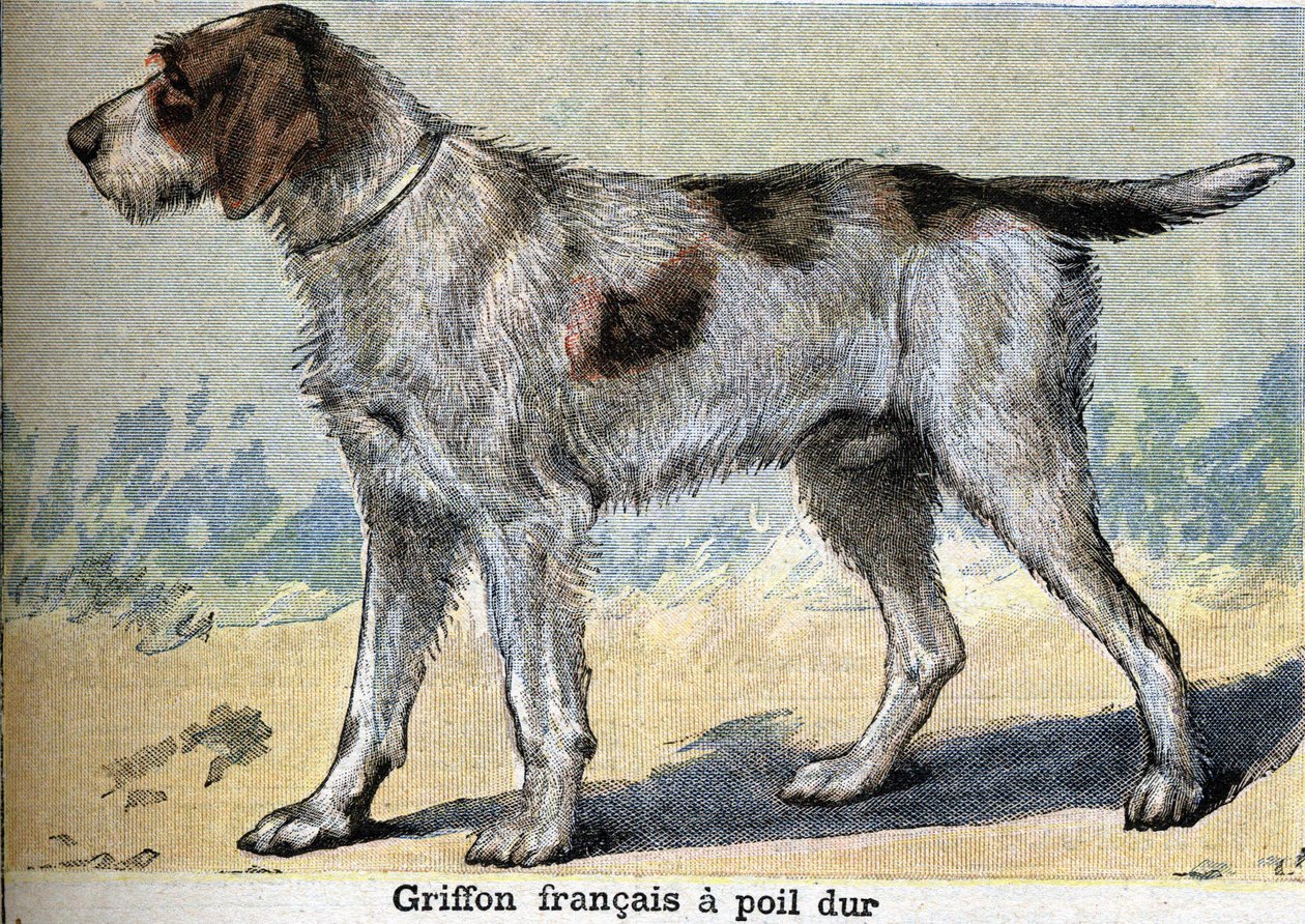 Pies myśliwski: Griffon francais twardowłosy autorstwa Unknown artist
