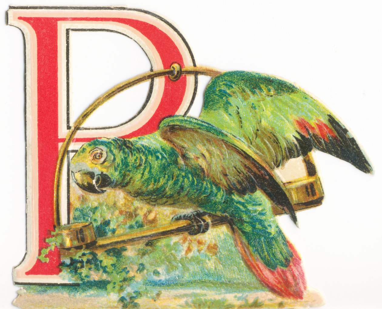 P: papuga autorstwa Unknown artist