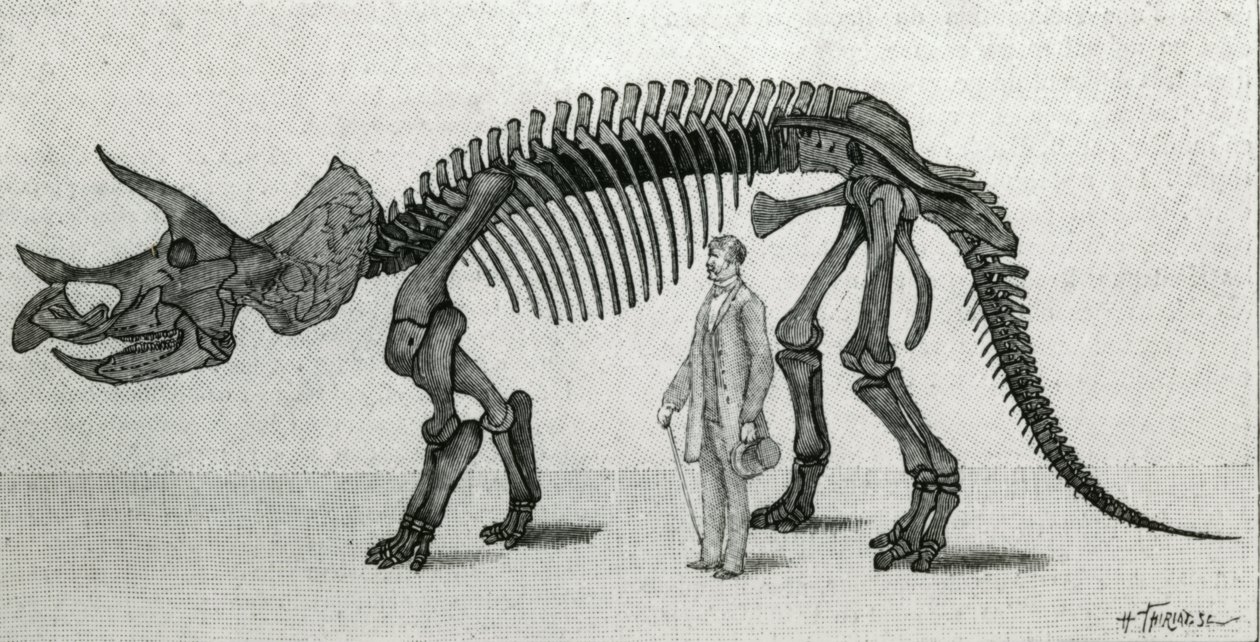 Szkielet Triceratopsa prorsusa autorstwa Unknown artist