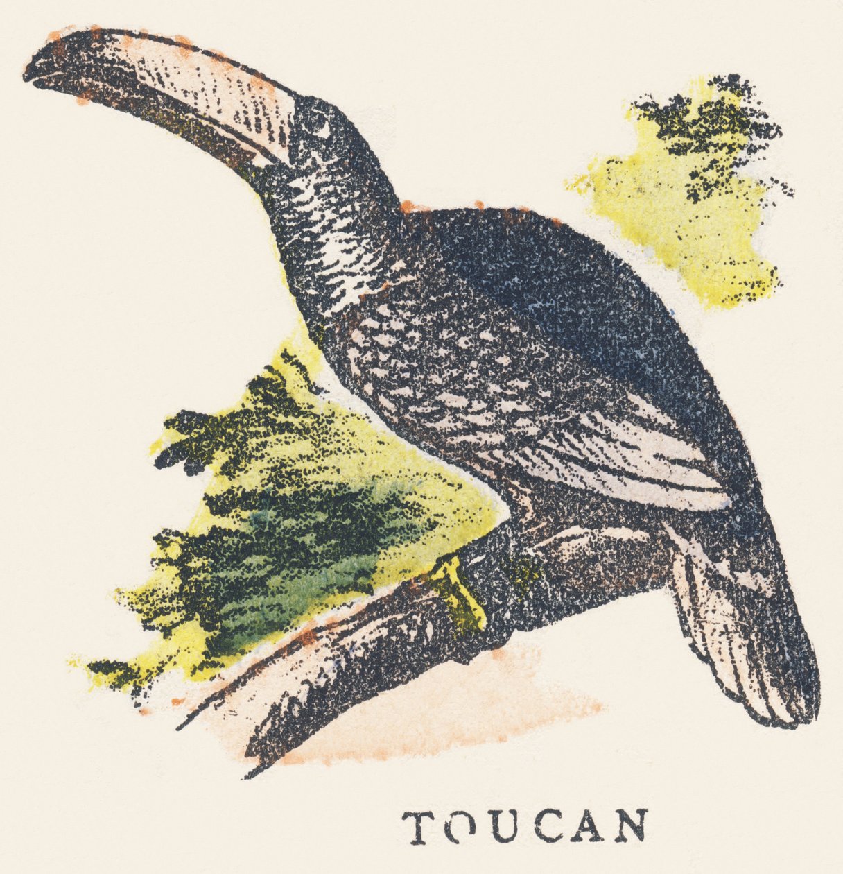 S: tukan autorstwa Unknown artist