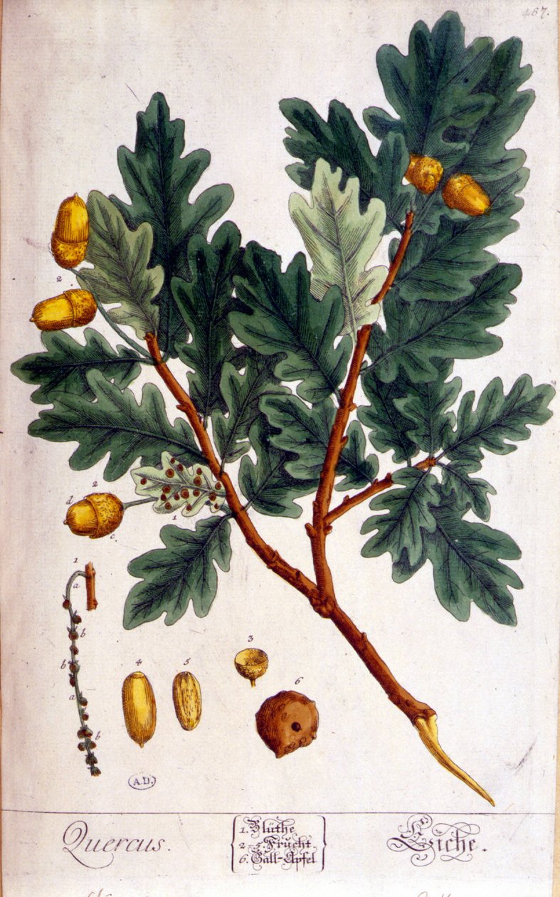 Dąb (Quercus) - deska botaniczna autorstwa Unknown artist