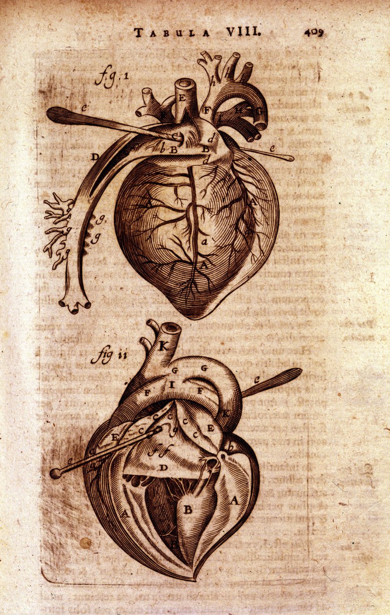 Serce „Anatomii” Bartholina” autorstwa Unknown artist