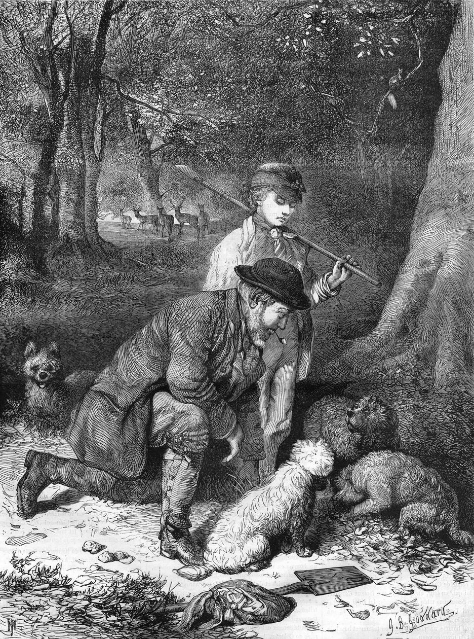 Trufle. Rycina z 1870 roku. autorstwa Unknown artist
