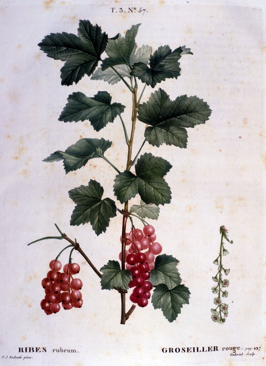 Agrest: XIX-wieczna deska botaniczna. autorstwa Unknown artist