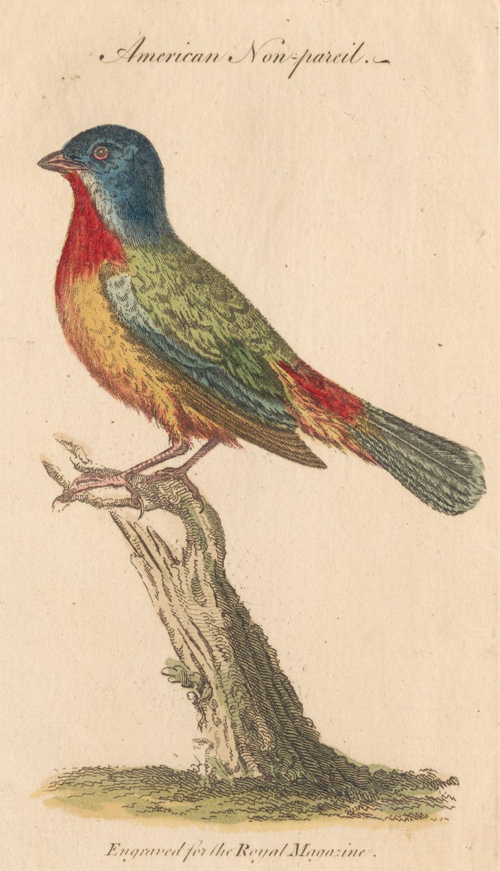 Amerykański Nonpareil autorstwa Unknown artist