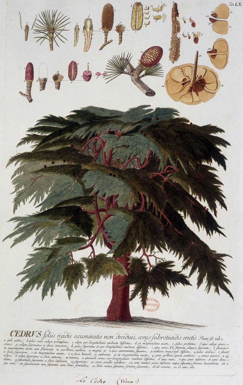 Deska botaniczna: Cedr. b.d. 19 wiek. autorstwa Unknown artist