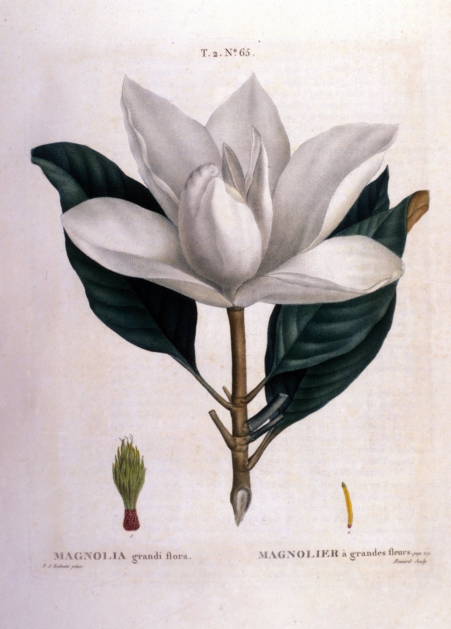 Deska botaniczna: Magnolia. autorstwa Unknown artist