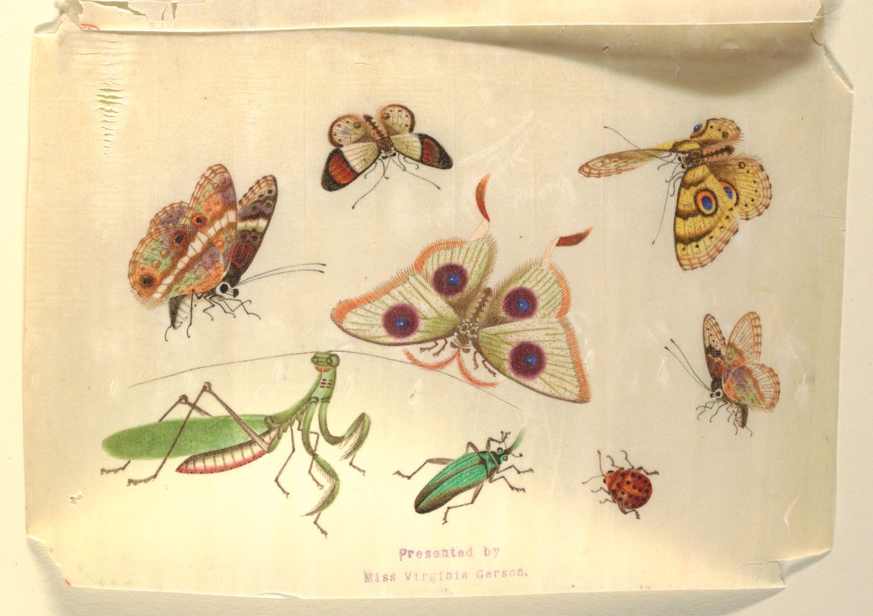 Motyle i inne owady autorstwa Unknown artist