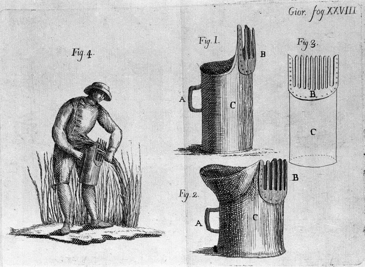 Owies grzebień. 1800 autorstwa Unknown artist