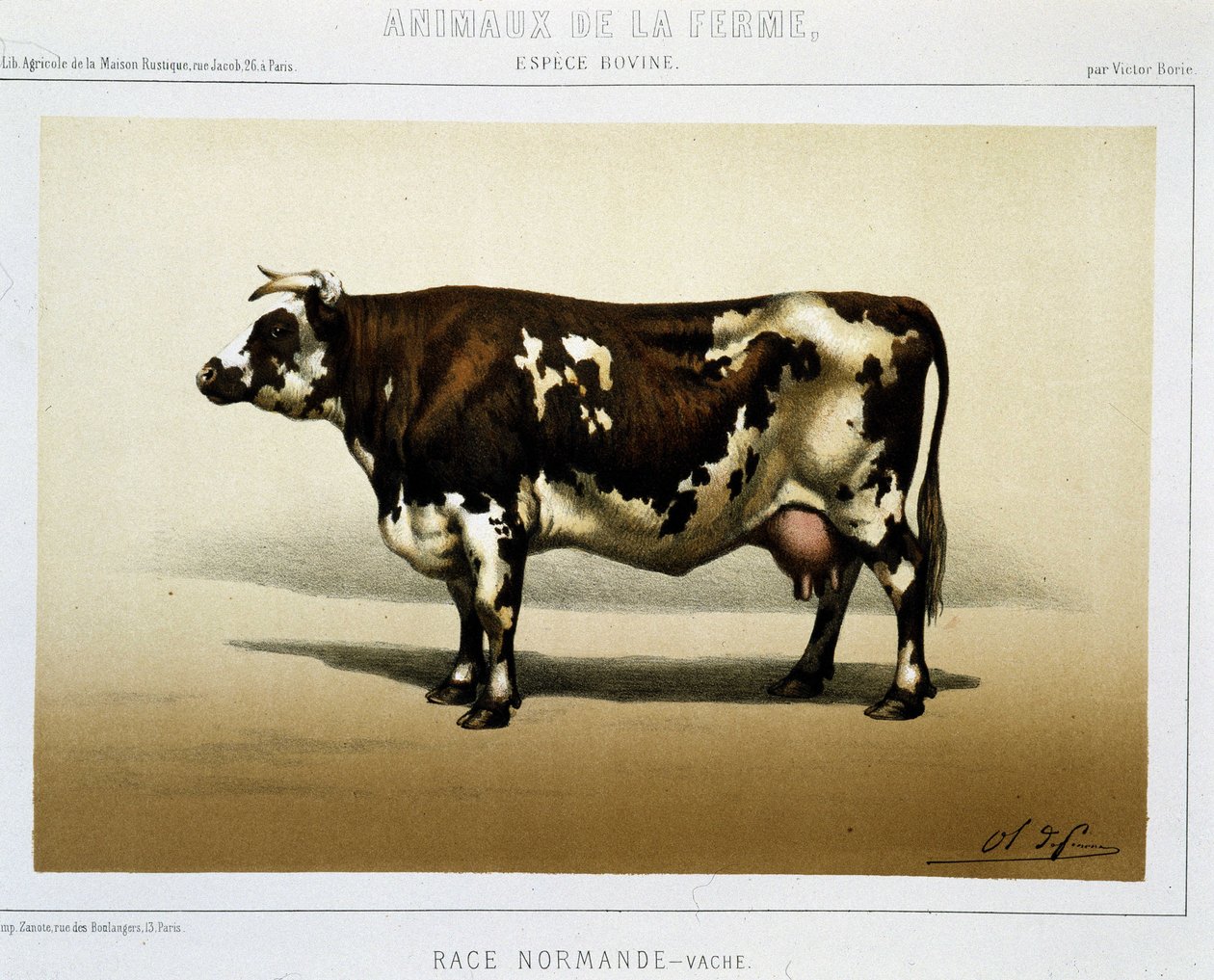Krowa normańska autorstwa Unknown artist