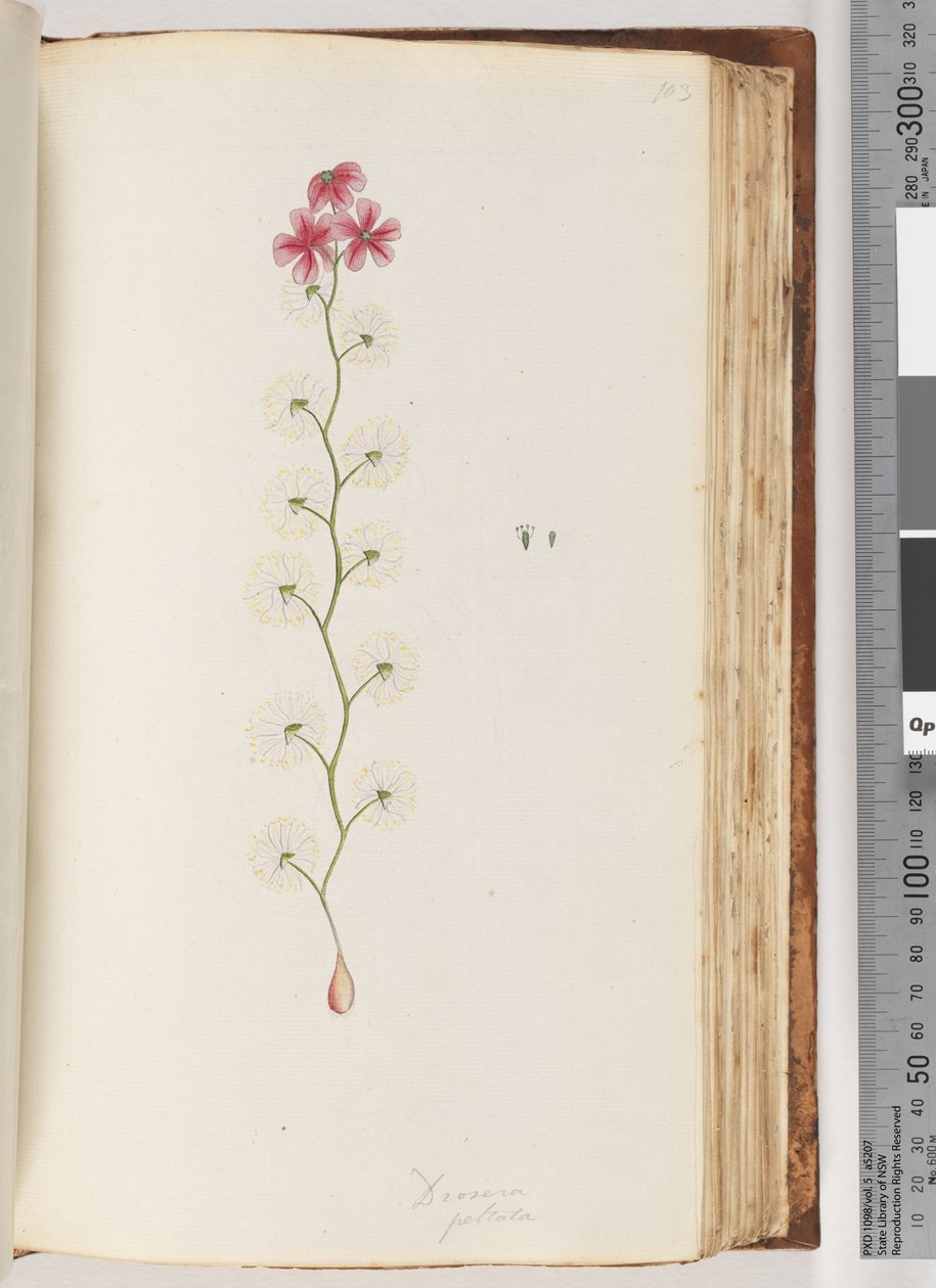 Strona 103. Drosera peltata autorstwa Unknown artist