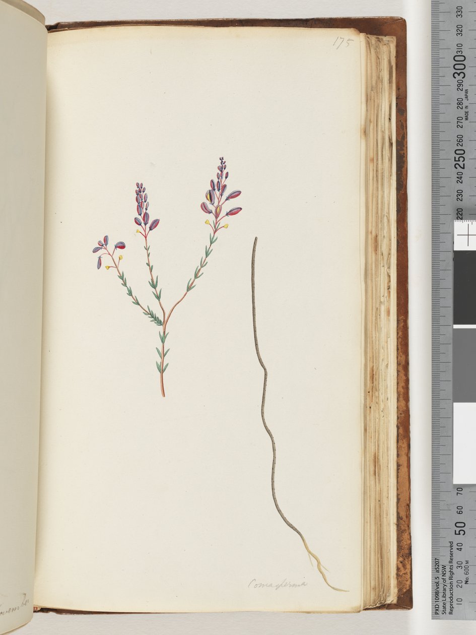 Strona 175. Comaspernia autorstwa Unknown artist