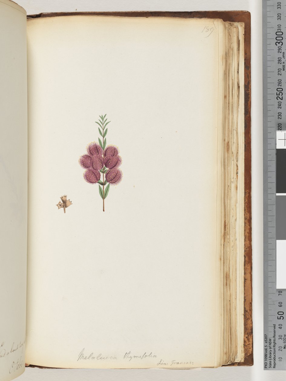 Strona 189. Melaleuca thymifolia. Lin: Transac autorstwa Unknown artist