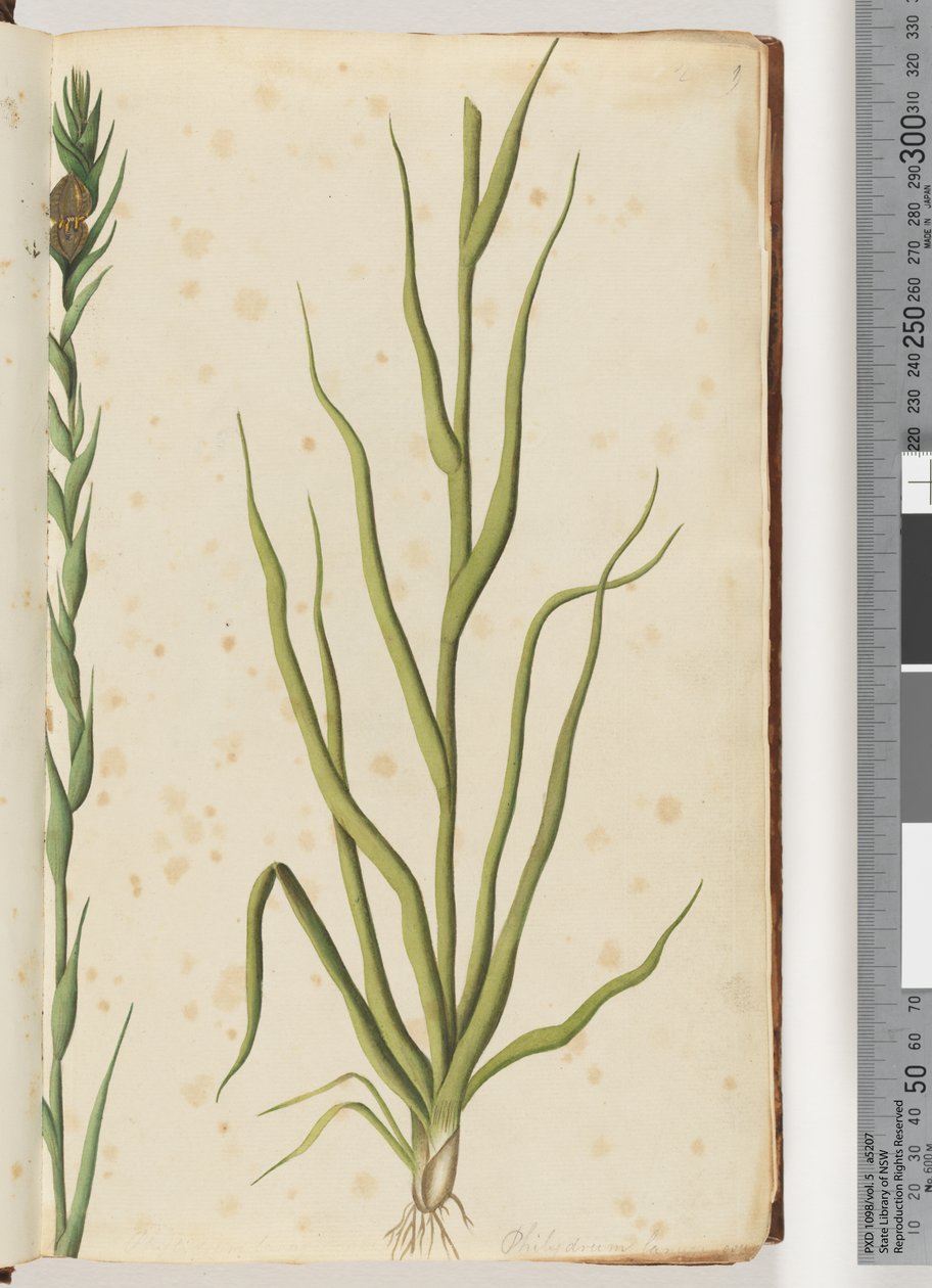 Strona 1. Philydrum lanuginosum autorstwa Unknown artist