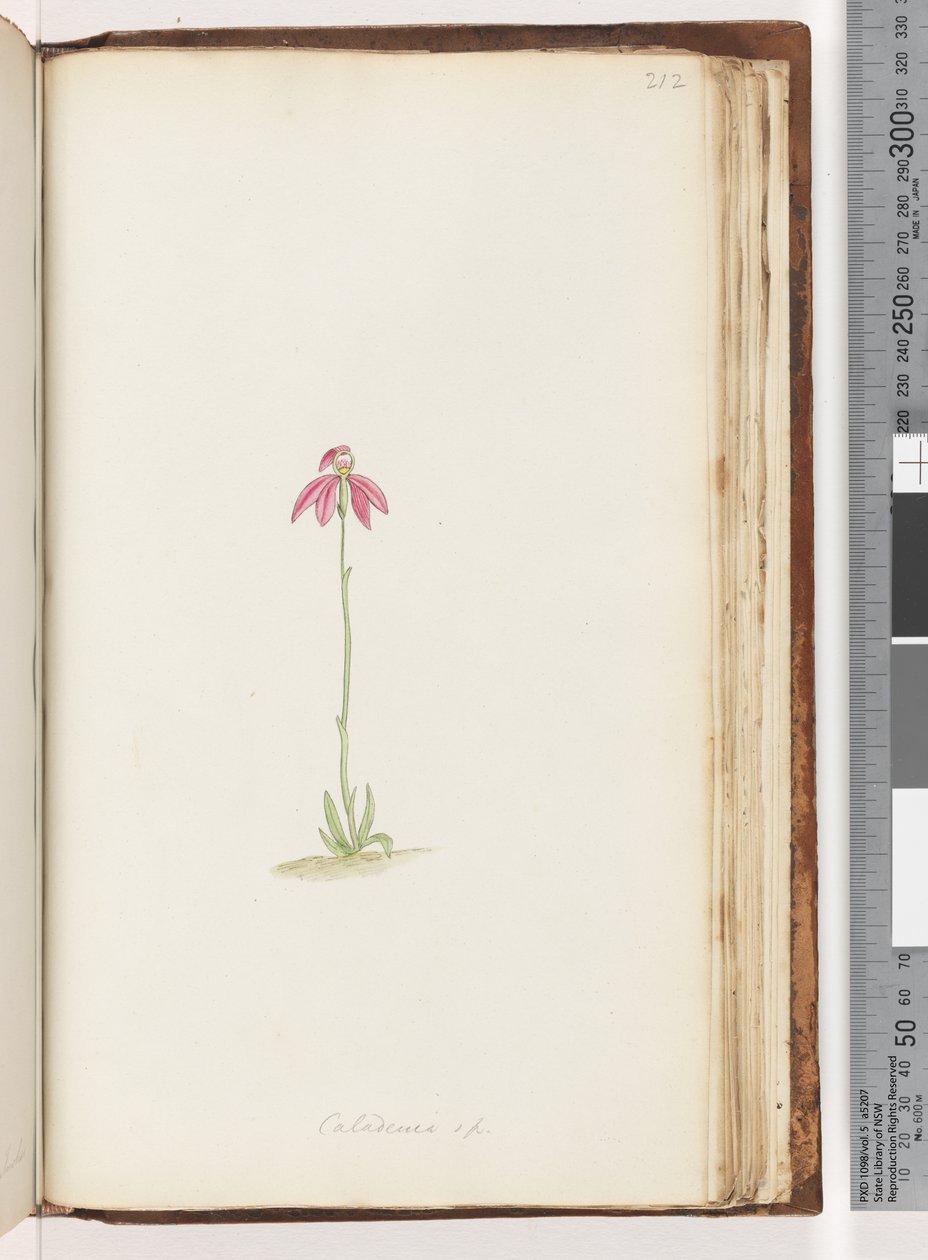 Strona 212. Caladenia sp autorstwa Unknown artist