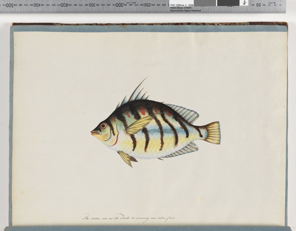 Strona 23. Niezidentyfikowana ryba autorstwa Unknown artist