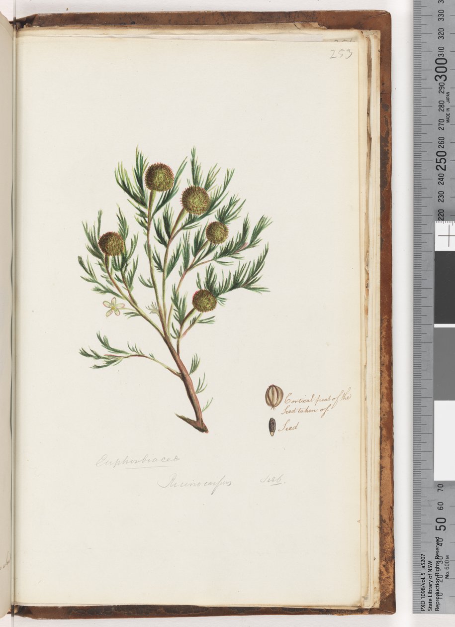 Strona 253. Euphorbiaceae / Ricinocarpus  ...? Krzak weselny autorstwa Unknown artist