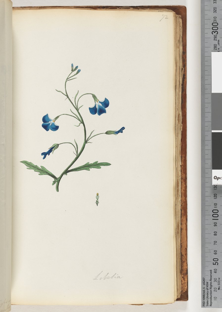 Strona 72. Lobelia autorstwa Unknown artist
