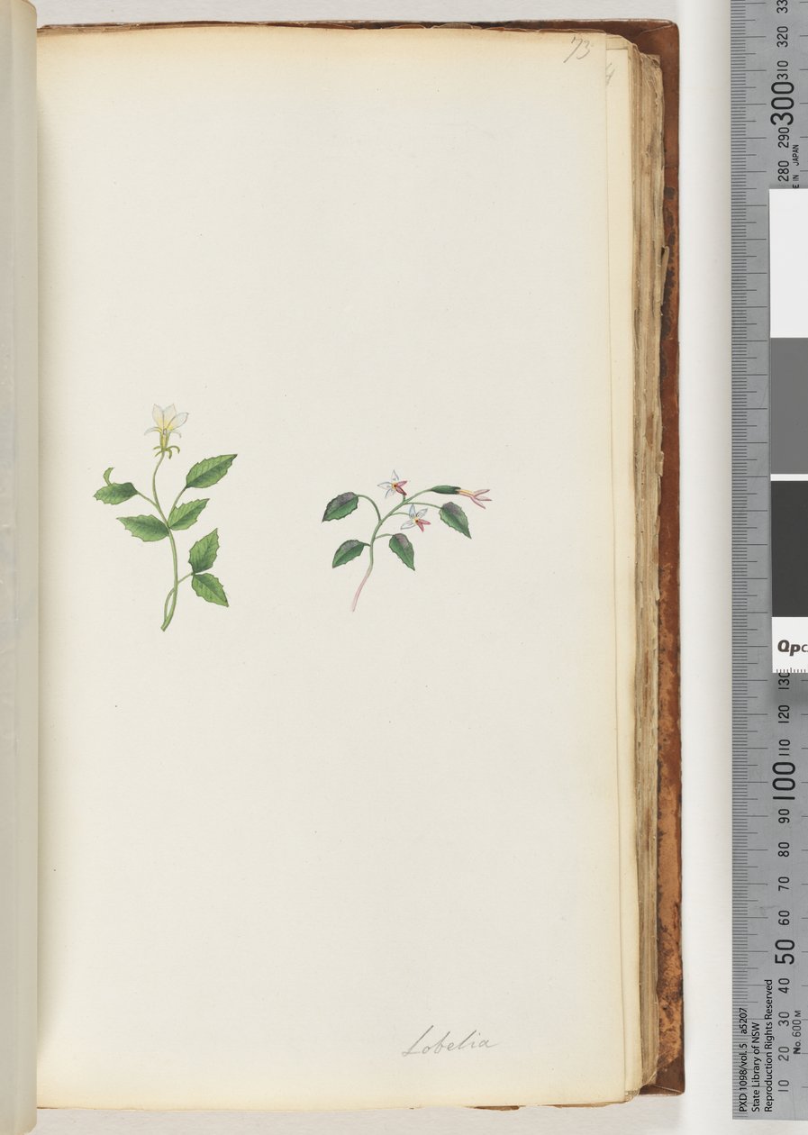 Strona 73. Lobelia autorstwa Unknown artist