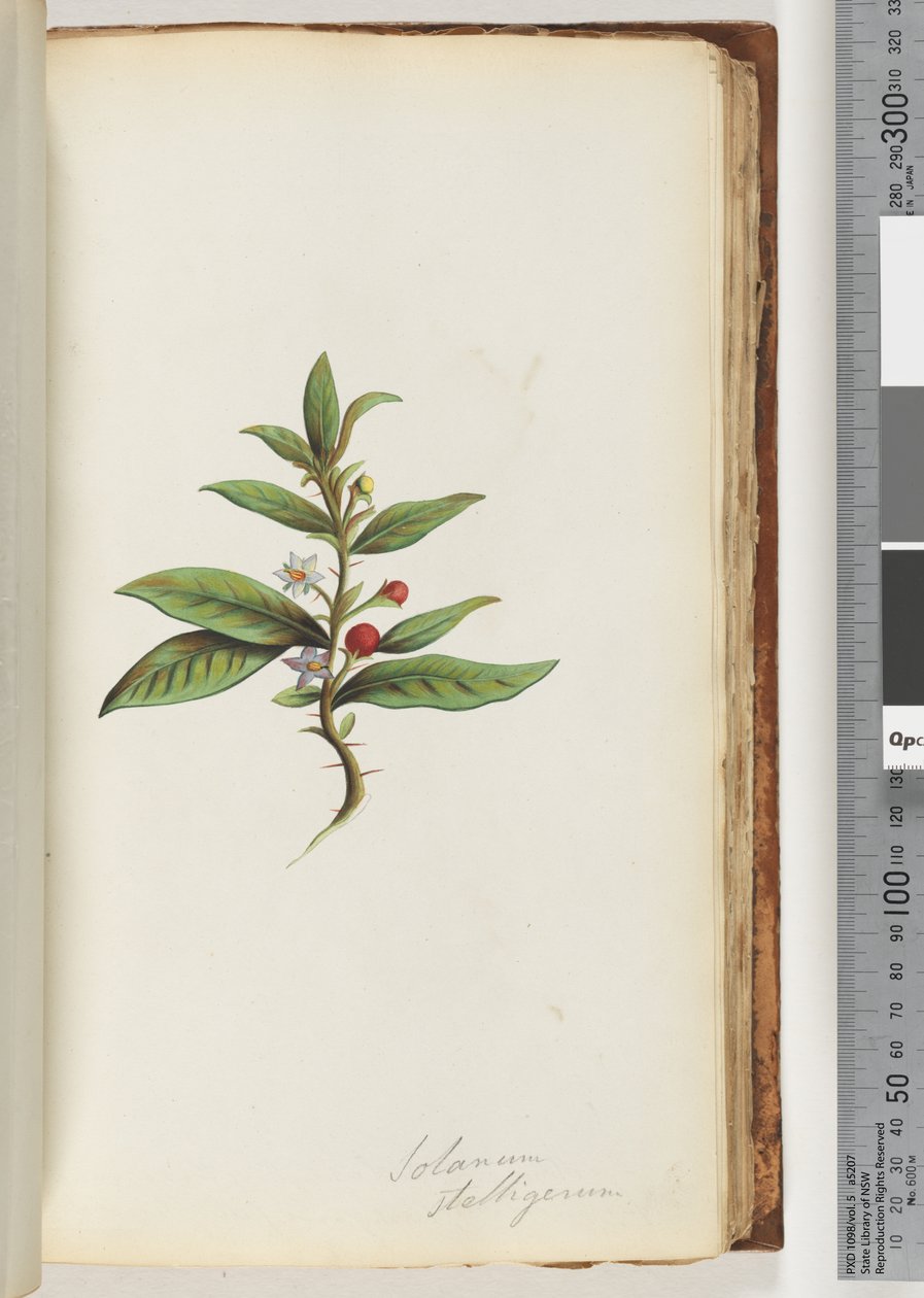 Strona 78a. Solanum stelligerum / Gwiezdny Cień Nocny autorstwa Unknown artist