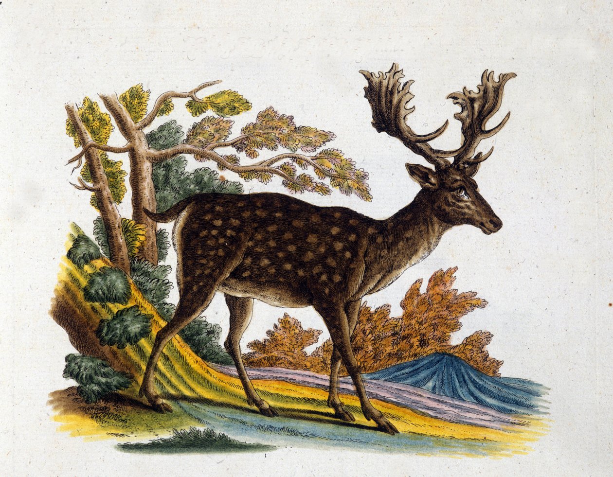 Reprezentacja renifera. Grawerowanie z XVIII wieku autorstwa Unknown artist