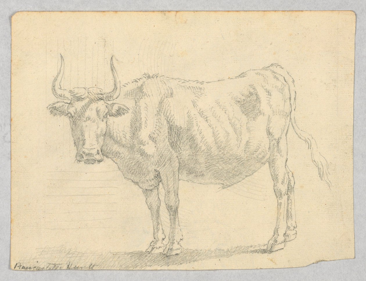 Badanie krowy autorstwa Unknown artist