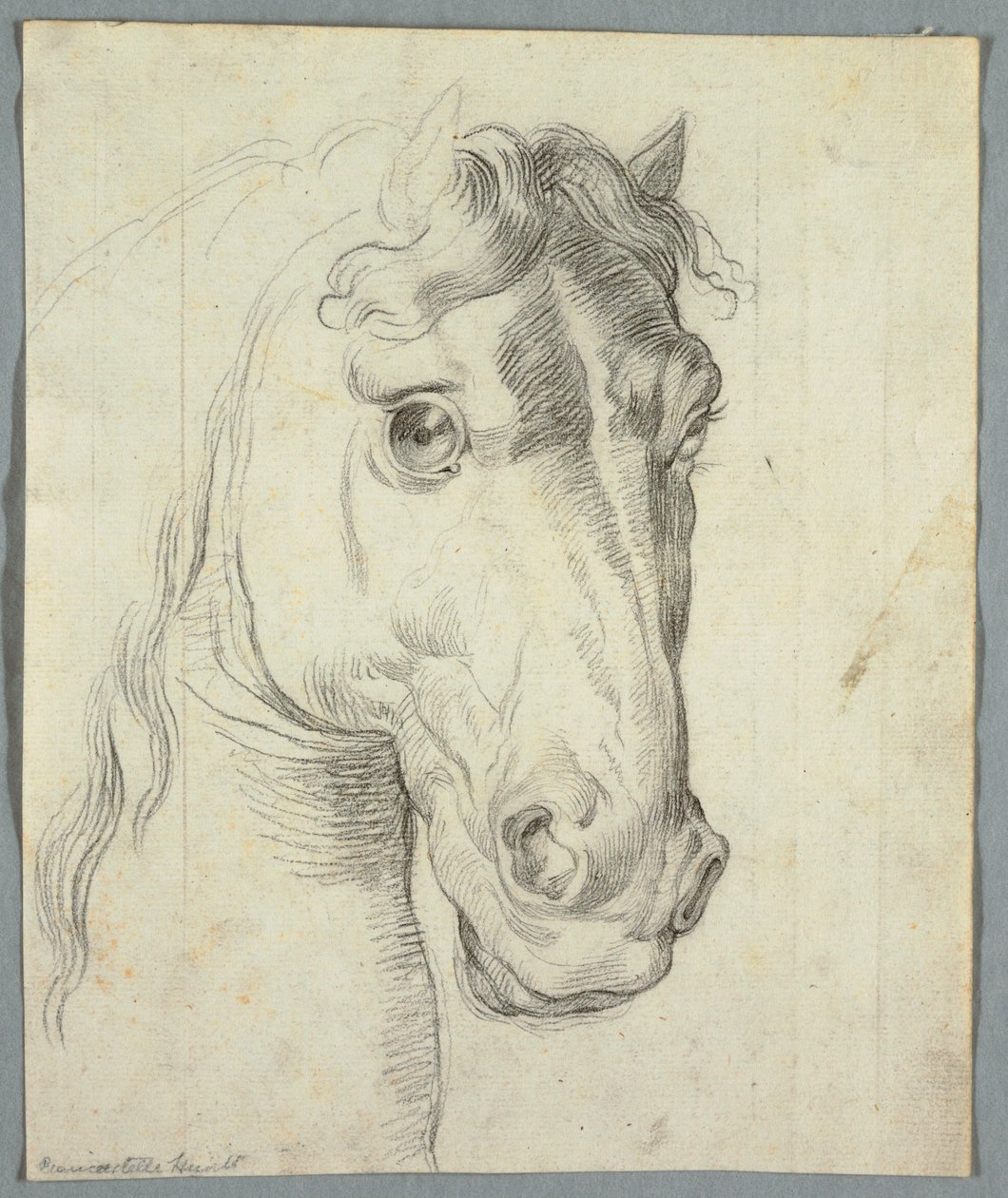 Studium konia autorstwa Unknown artist