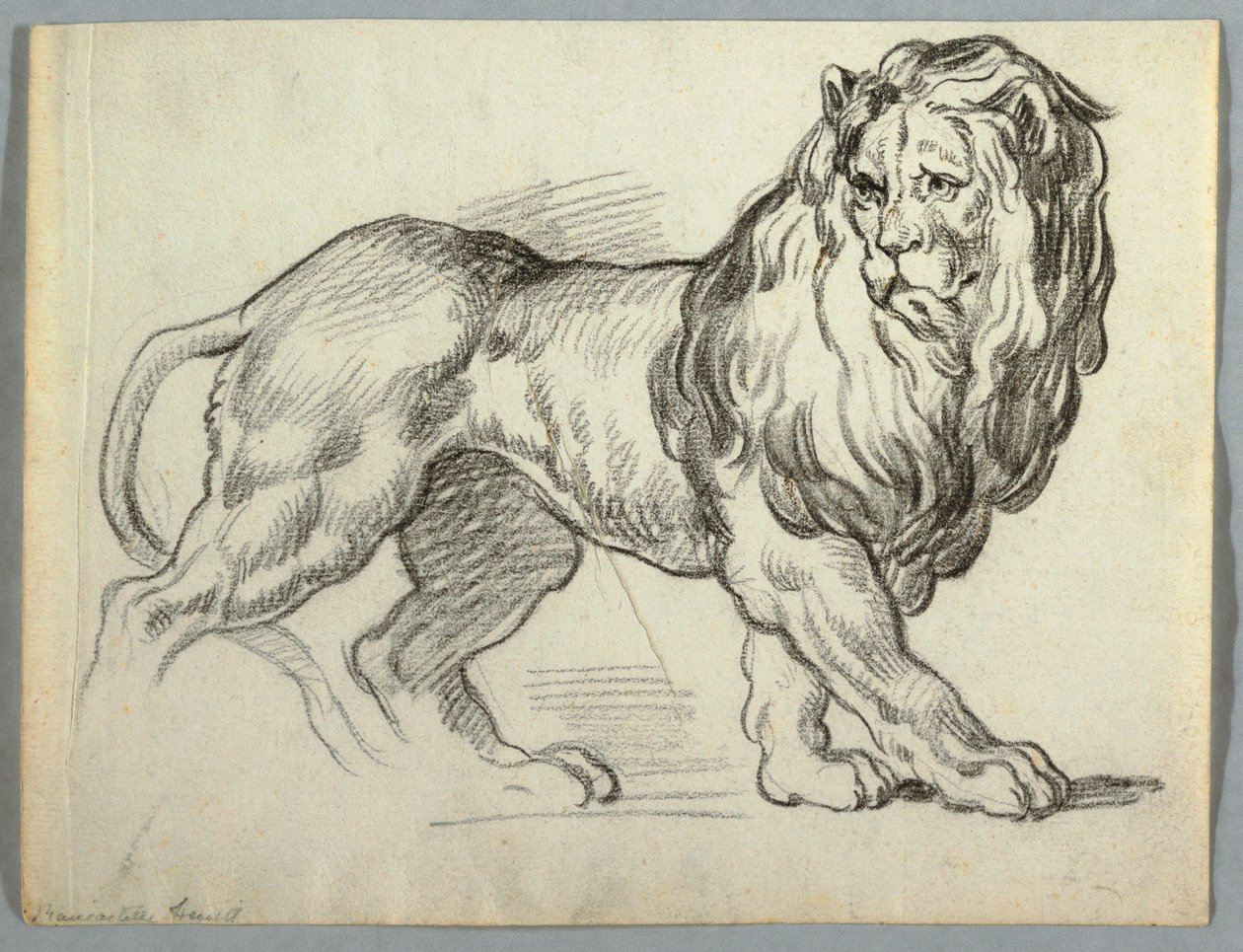 Studium lwa autorstwa Unknown artist