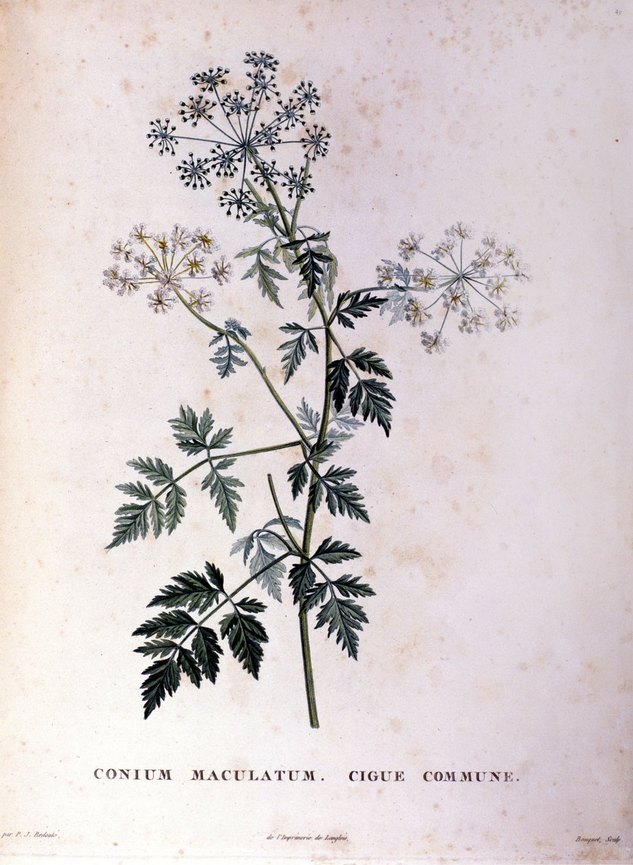 Wspólna cykuta. Grawerowanie XVIII wieku. autorstwa Unknown artist