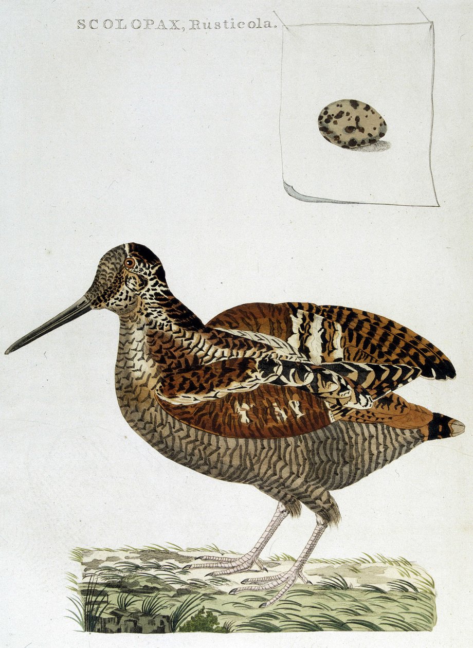 Drzeworyt i jajko (scolopax rusticola) - grawer autorstwa Unknown artist
