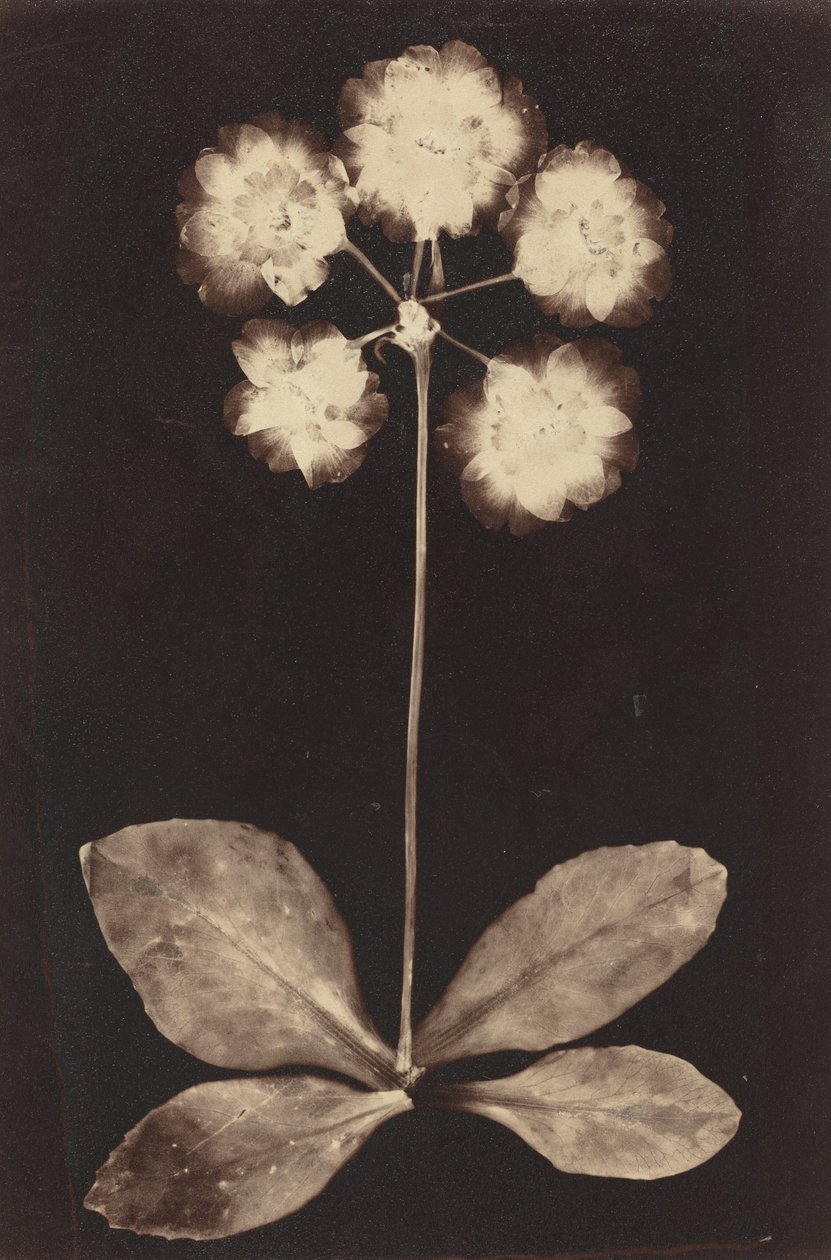 Fotogram botaniczny, lata sześćdziesiąte XIX wieku (zdjęcie) autorstwa Unknown photographer