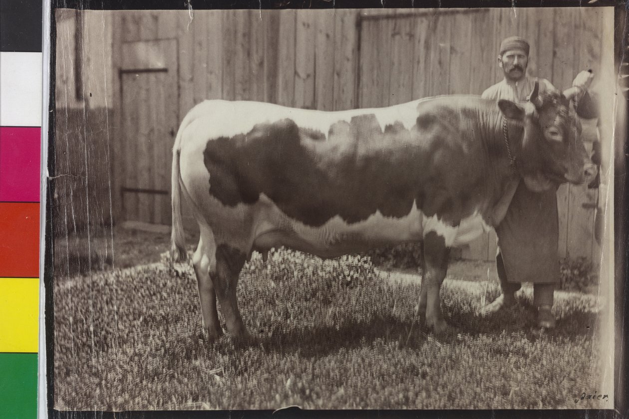 Krowa - Pinzgau Gelbscheck autorstwa Unknown photographer