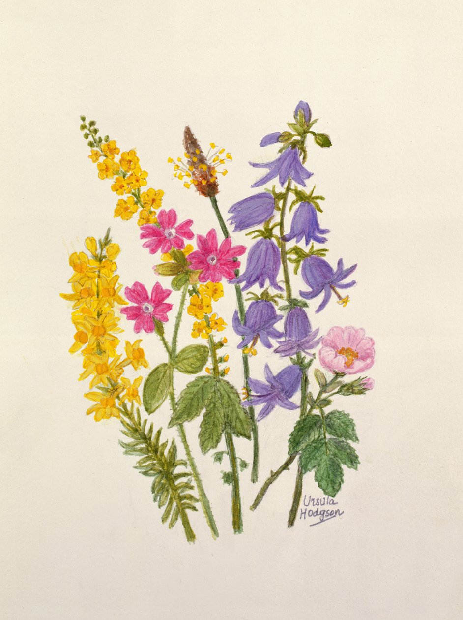 Bluebells, Broom, Herb Robert i inne dzikie kwiaty (wc na papierze) autorstwa Ursula Hodgson