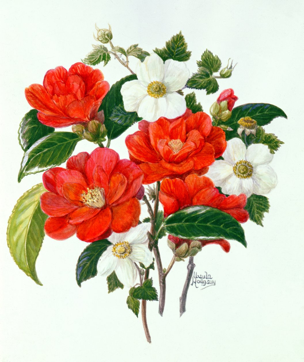 Camellia Adolf Audusson (wc na papierze) autorstwa Ursula Hodgson