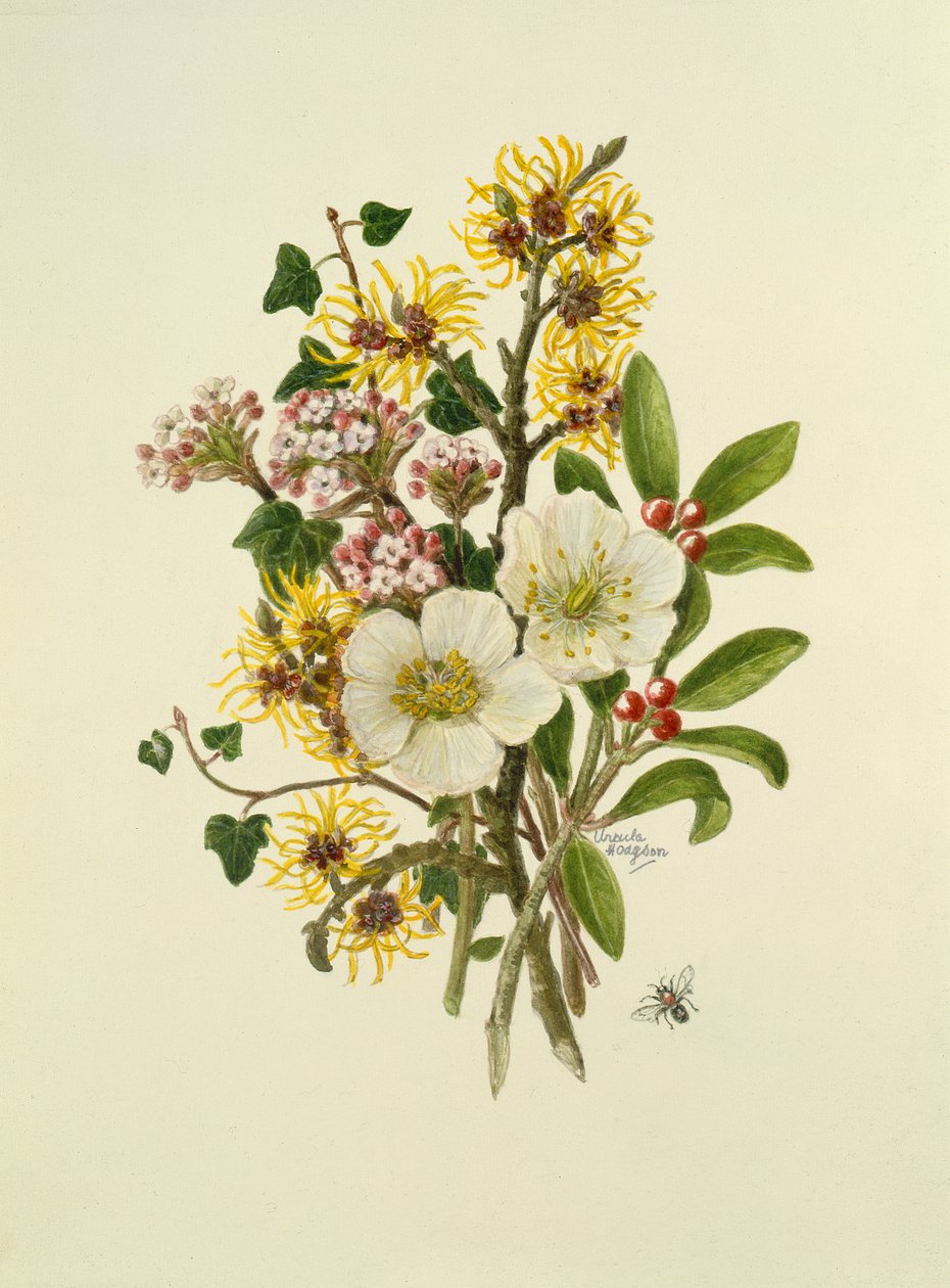 Skimmia japonica, Hamamelis, Viburnum i Hellebore (wc na papierze) autorstwa Ursula Hodgson