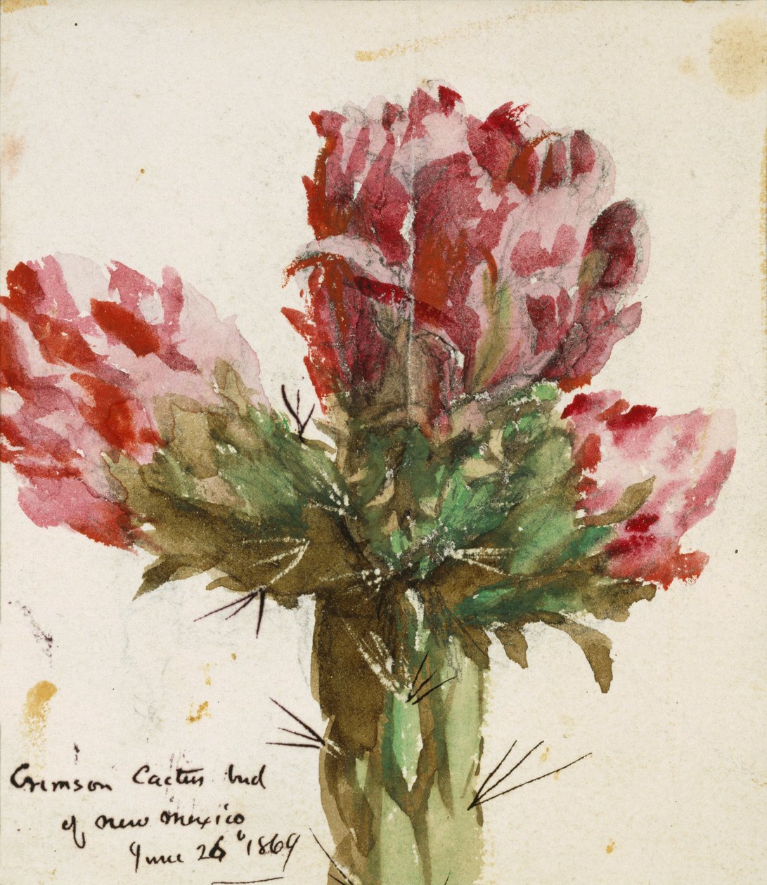 Crimson Cactus Bud z Nowego Meksyku, 1869 (wc na papierze) autorstwa Vincent Colyer