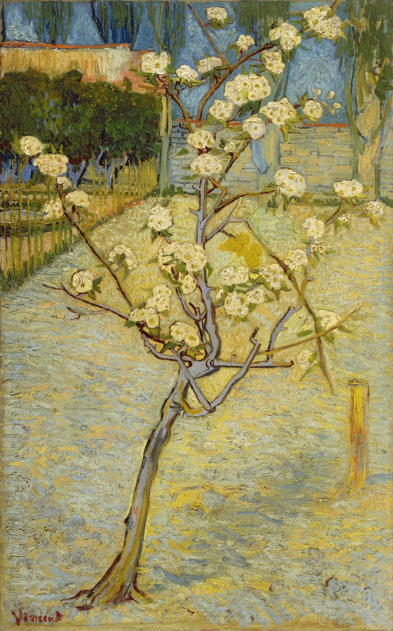 Kwitnąca grusza autorstwa Vincent van Gogh